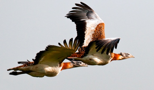 Grote Trap / Great Bustard