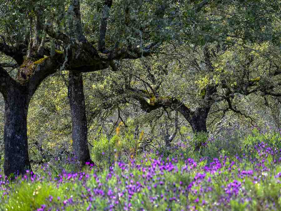 Natuurpark  Monfragüe
