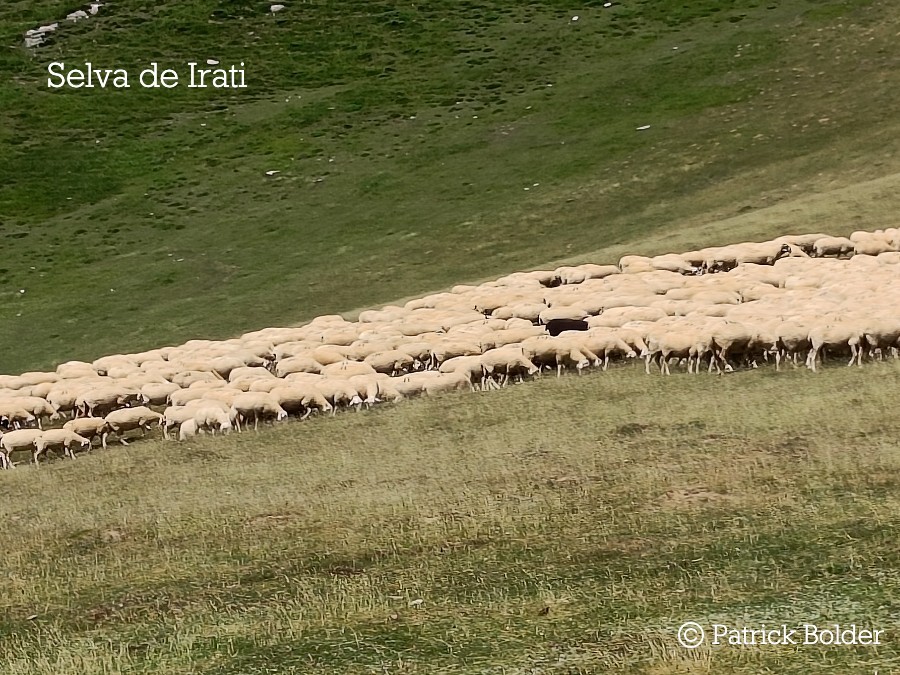 Schaapjes in de Selva de Irati