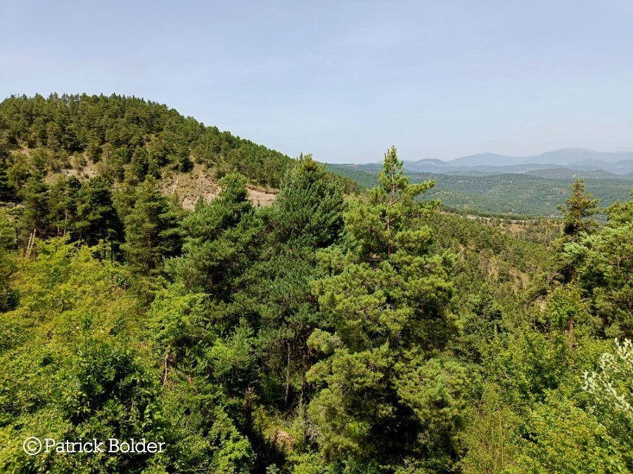 Selva de Irati