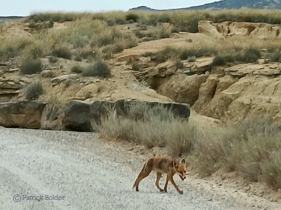 Een vos in de Bardenas Reales