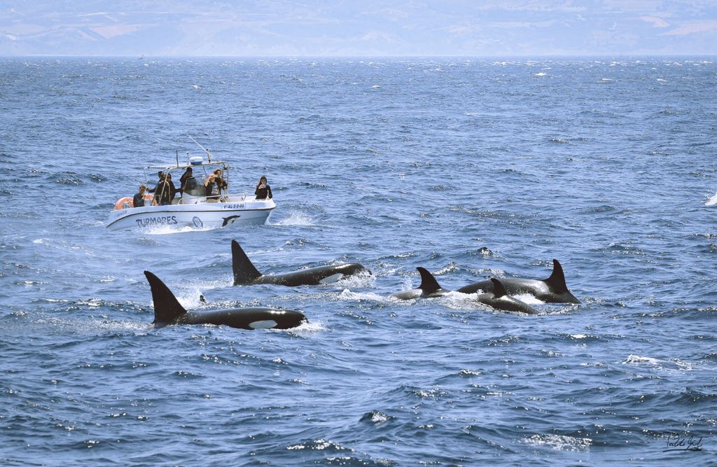 Turmares walvis spotten straat van Gibraltar