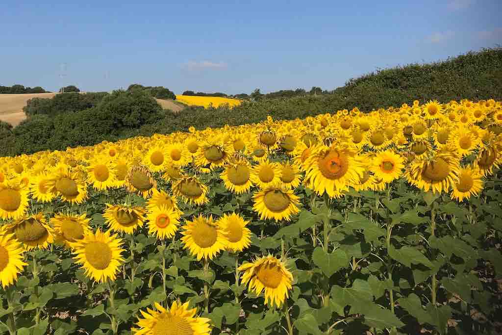 Zonnebloemen