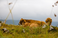 'Wildlife'