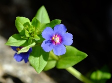 flora
