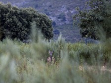Op de Finca
