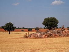 2009 Landschap