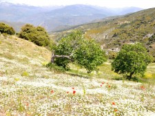 Voorjaar in Andalusië