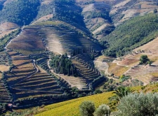 Wijngaarden van de Douro