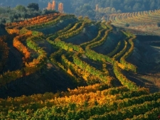 De Priorat wijnregio, pareltje ten zuiden van Barcelona