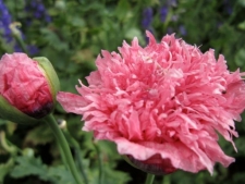 Flora
