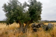 Alentejo