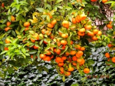 Oranje