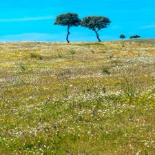 Alentejo