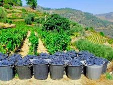 Druivenoogst in de Douro vallei