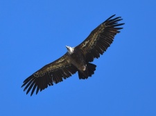 Nelleke wilde een vogelreis