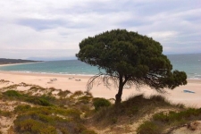 Bolonia