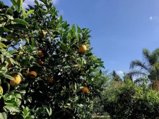 sinaasappelboomgaard