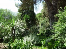 Tropische tuin