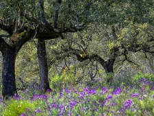 Natuurpark  Monfragüe