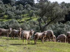 Dehesa
