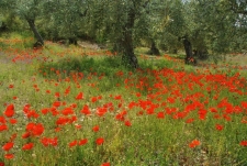 Omgeving