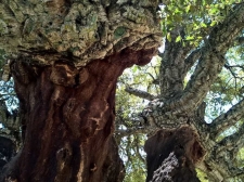 Alcornocales
