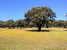 De dehesa in Monfragüe