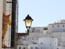 Vejer