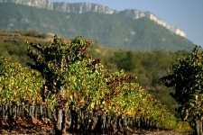 Wijngaarden bij de Sierra de Llaberia