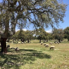 Dehesa in Extremadura