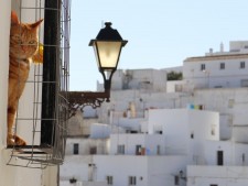 kat-in-vejer