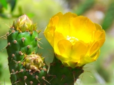Vejer - Parque Natural de Barbate (2)