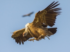 Vultures