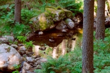 Omgeving