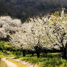 Voorjaar in de Valle de Jerte