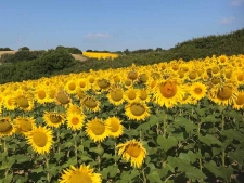 Zonnebloemen aan de Costa de la Luz