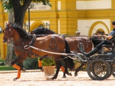 koetsjes Sevilla
