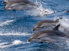 Walvis - en dolfijnexcursie bij Tarifa