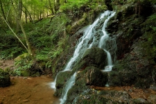 Selva de Irati
