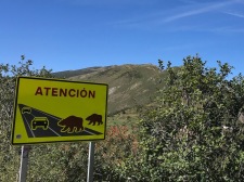 Beren op de weg in Asturias!