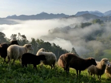 Picos de Europa