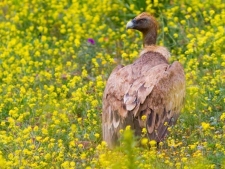 gierbirding