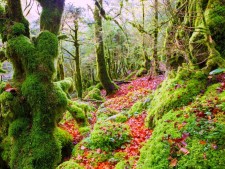 Selva de Irati Navarra