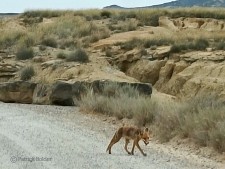 Een vos in de Bardenas Reales