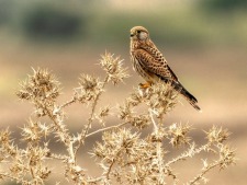 Birdwatchen met Birding the Strait