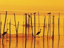 La Albufera