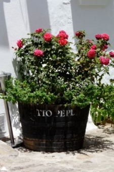 Tio Pepe in Jerez de la Frontera