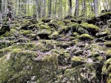 Selva de Irati, Navarra
